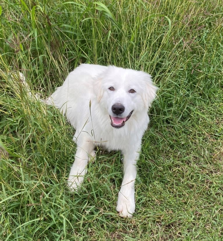 Tundra, a Great Pyrenees tested with EmbarkVet.com