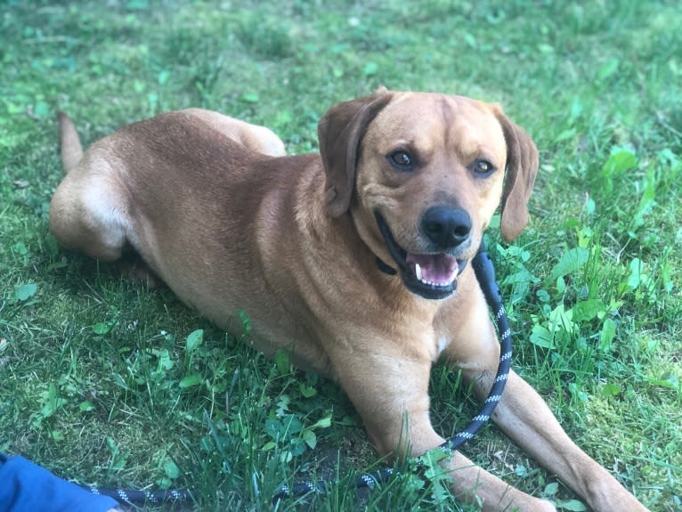 Dusty, a Labrador Retriever and Cocker Spaniel mix tested with EmbarkVet.com