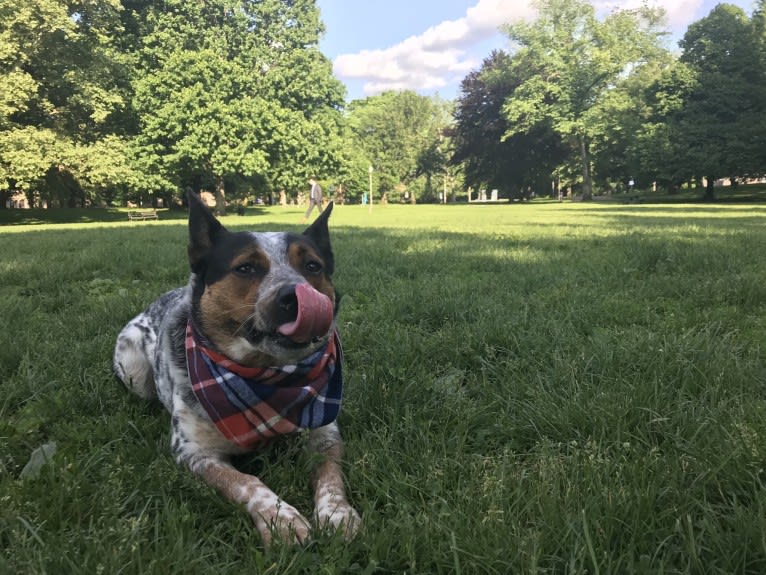 April, an Australian Cattle Dog and Border Collie mix tested with EmbarkVet.com