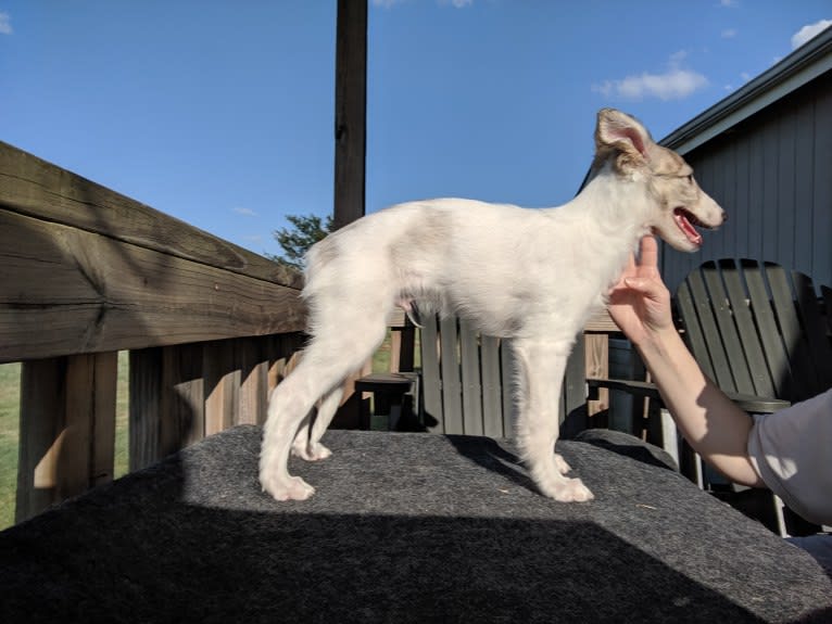 Sigi, a Silken Windhound tested with EmbarkVet.com