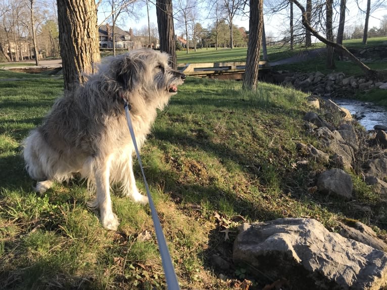 Charybdis, an Arabian Village Dog tested with EmbarkVet.com