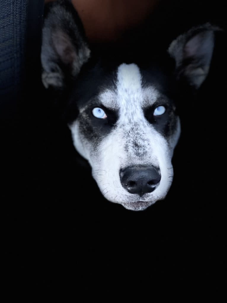 Blue, a Siberian Husky and German Shepherd Dog mix tested with EmbarkVet.com