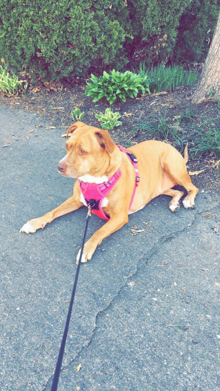 Buttercup, an American Pit Bull Terrier and Labrador Retriever mix tested with EmbarkVet.com