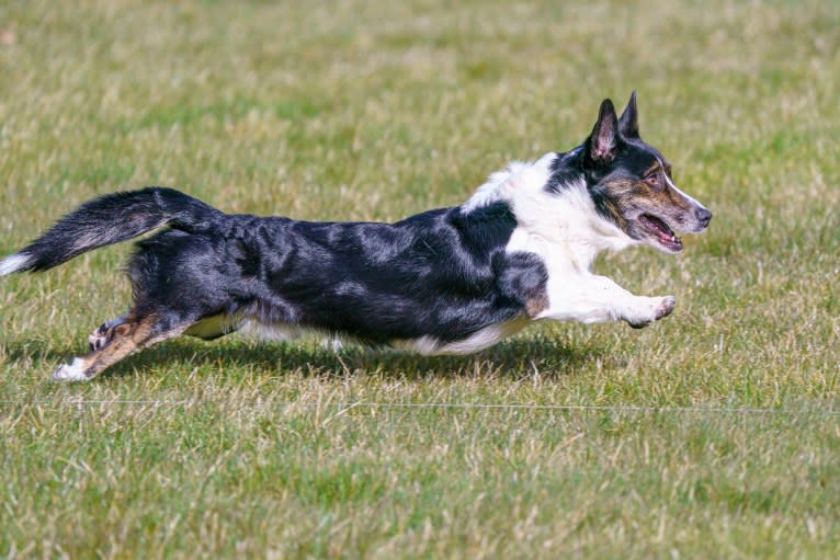 Quill, a Cardigan Welsh Corgi tested with EmbarkVet.com