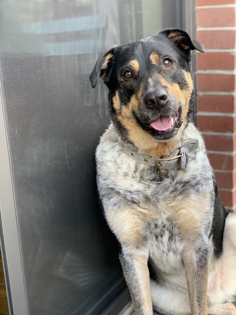 Aspen, an Australian Cattle Dog and Chow Chow mix tested with EmbarkVet.com