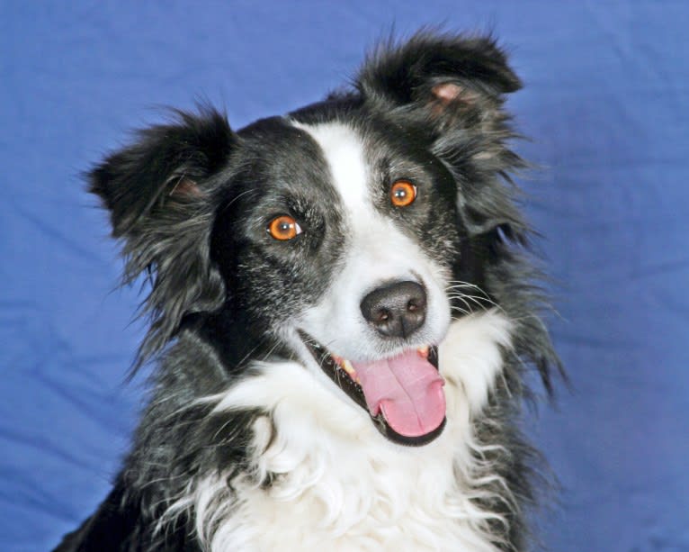 Larry, an English Shepherd and Australian Cattle Dog mix tested with EmbarkVet.com