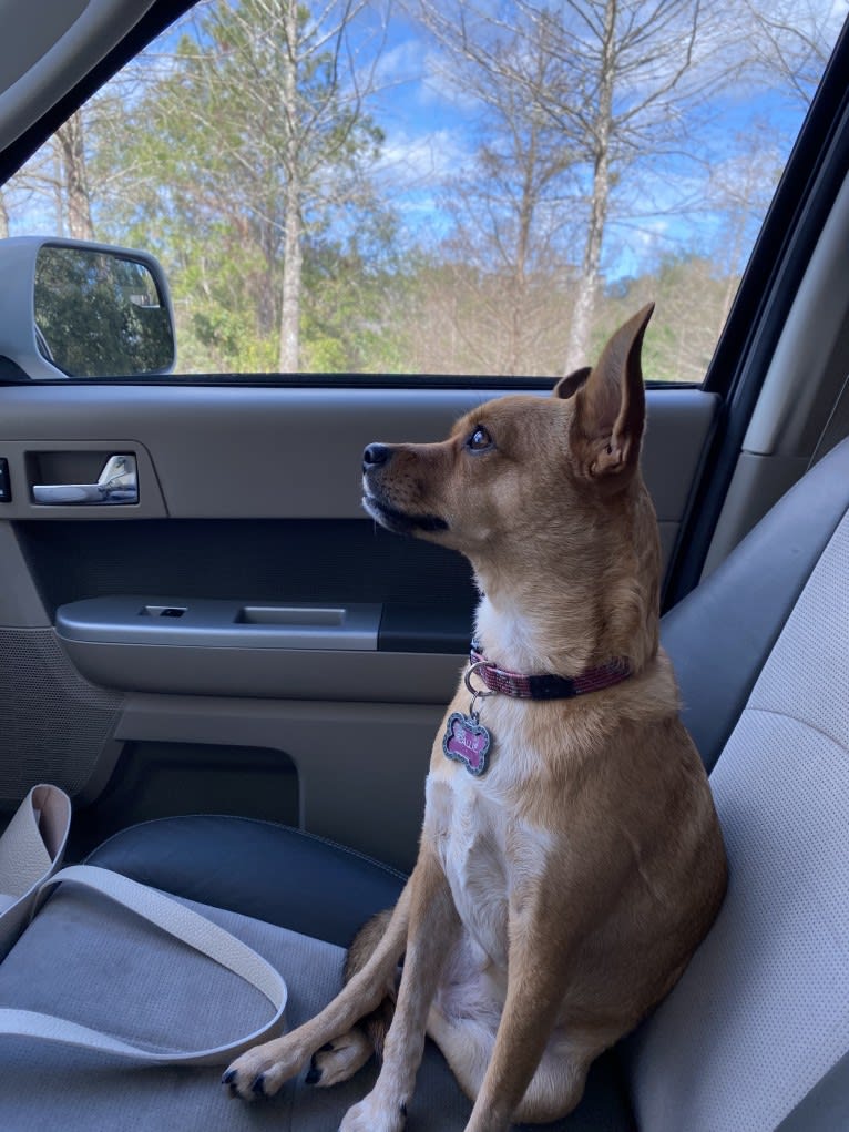 Callister, an Australian Cattle Dog and Chihuahua mix tested with EmbarkVet.com