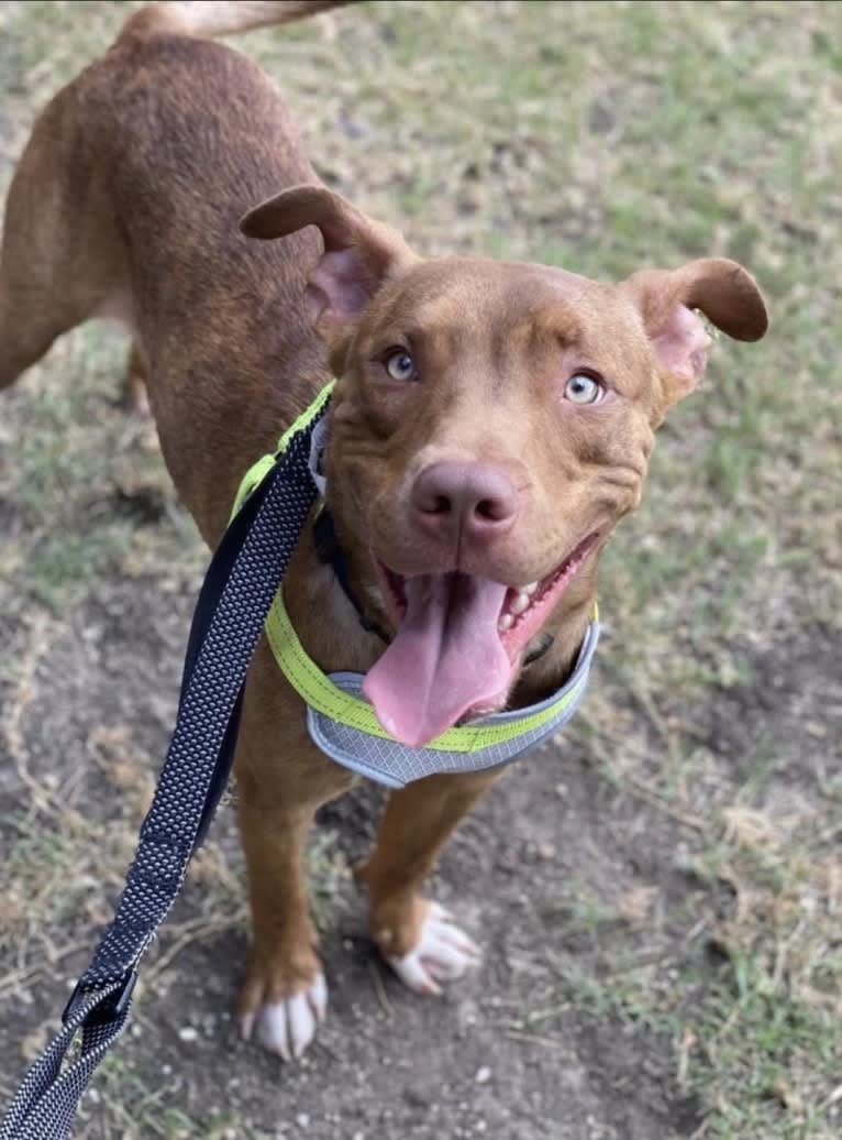 Chance, an American Pit Bull Terrier and Brittany mix tested with EmbarkVet.com