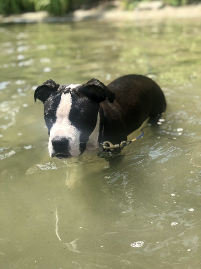 Ellie, an American Pit Bull Terrier and American Staffordshire Terrier mix tested with EmbarkVet.com