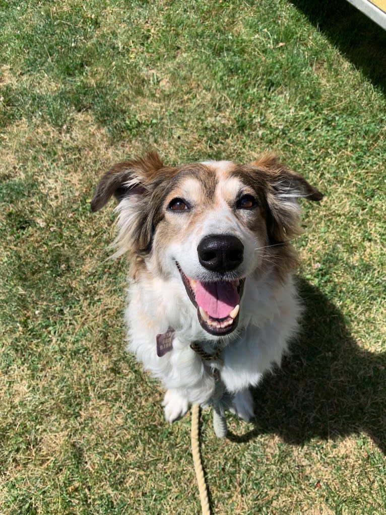 Zoey, a Border Collie and Maremma Sheepdog mix tested with EmbarkVet.com