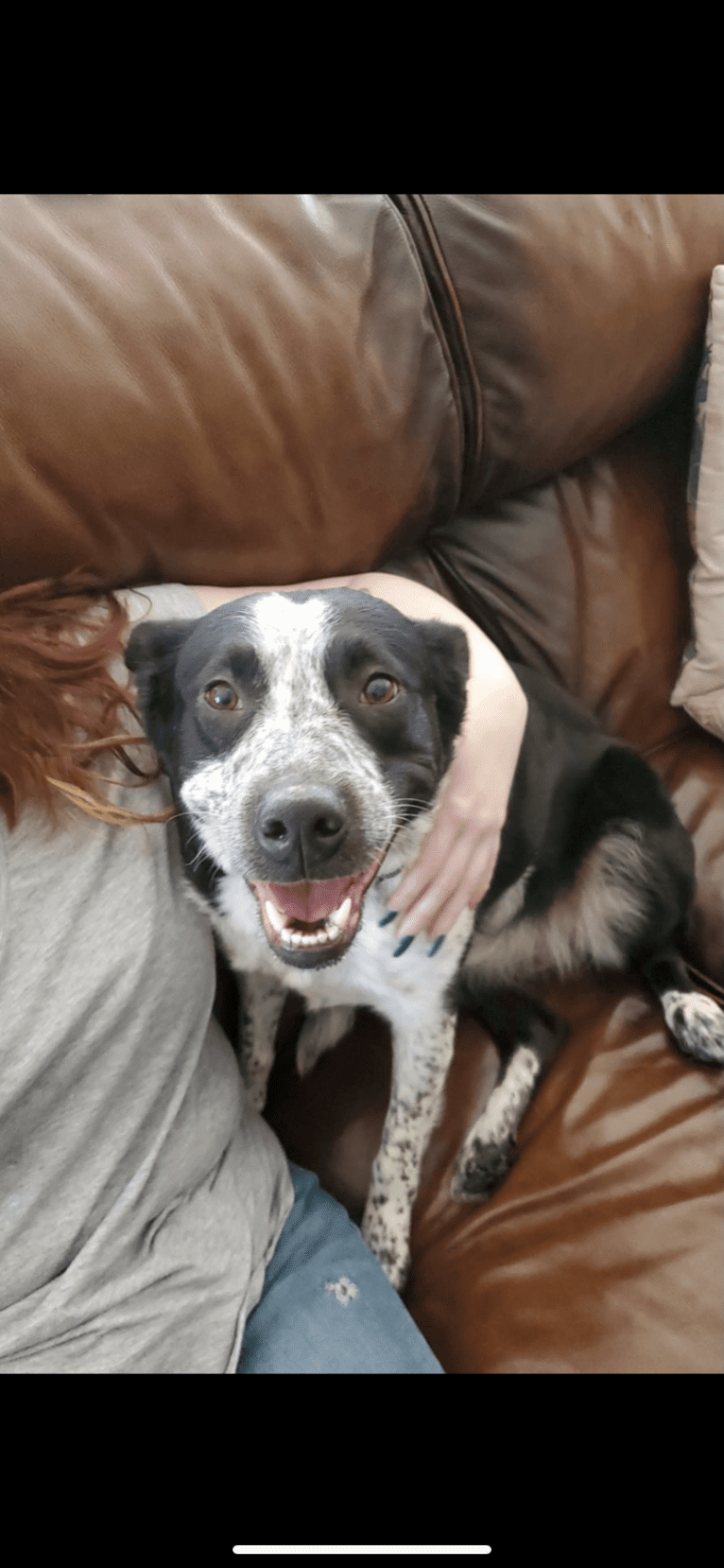 Ripley, an Australian Cattle Dog and Border Collie mix tested with EmbarkVet.com