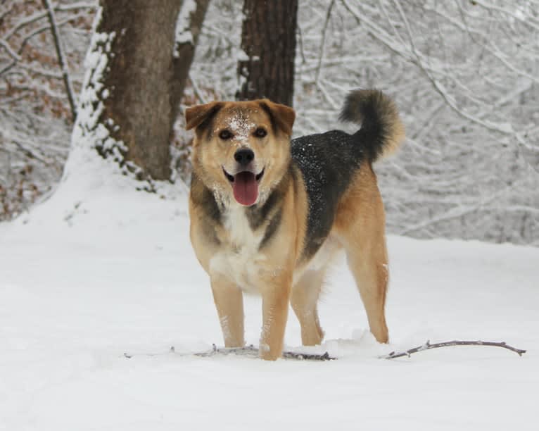 Khronos, a Labrador Retriever and Siberian Husky mix tested with EmbarkVet.com