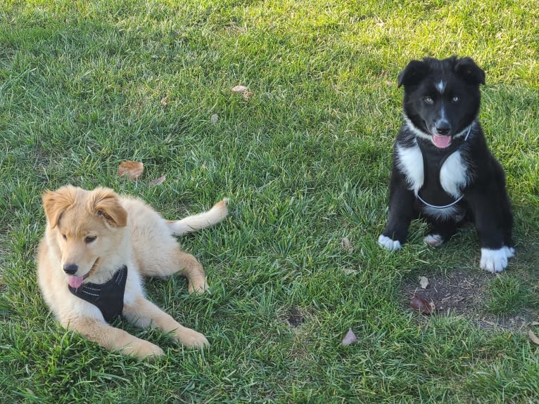 Levi, an Australian Shepherd and German Shepherd Dog mix tested with EmbarkVet.com