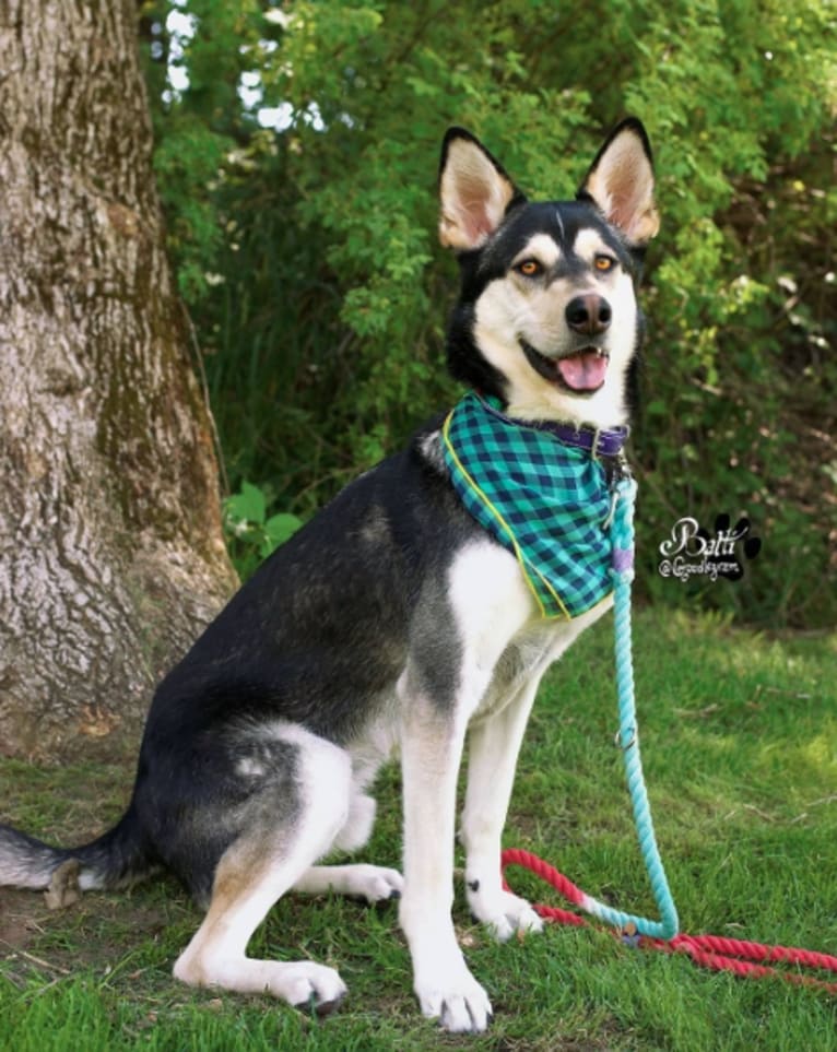 Balti, a German Shepherd Dog and Alaskan Malamute mix tested with EmbarkVet.com