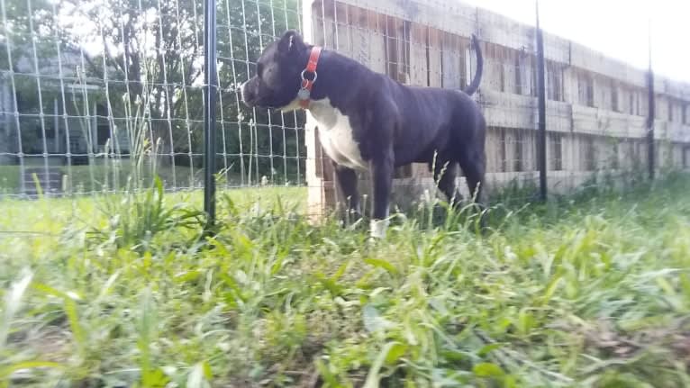 Hulk-E-Boy, an American Bully tested with EmbarkVet.com