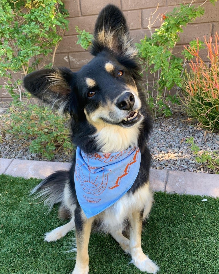 Luna, an Australian Cattle Dog and Chow Chow mix tested with EmbarkVet.com