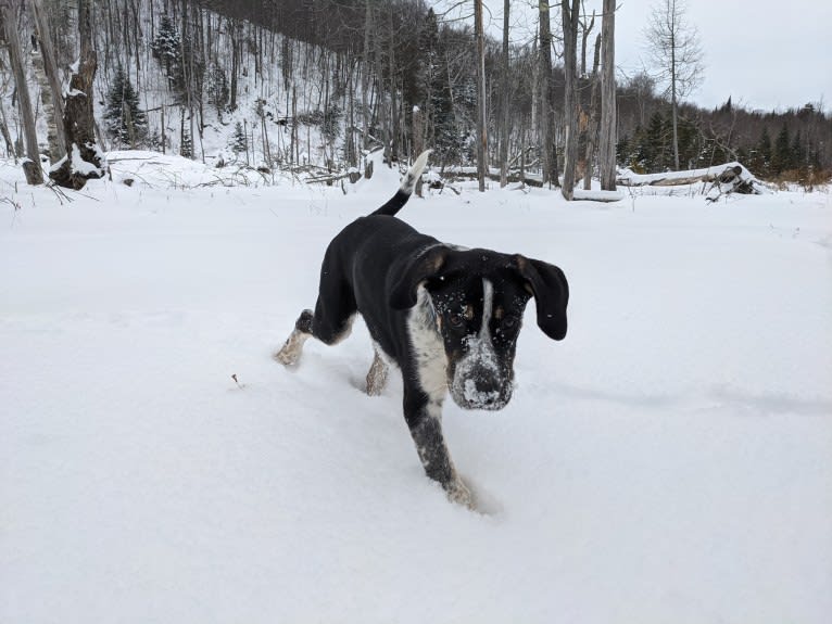 Crick, a Border Collie and Bluetick Coonhound mix tested with EmbarkVet.com