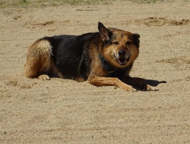 Rohan, an Australian Kelpie and German Shepherd Dog mix tested with EmbarkVet.com