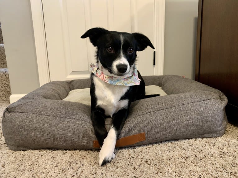 Petunia, an Australian Cattle Dog and Beagle mix tested with EmbarkVet.com