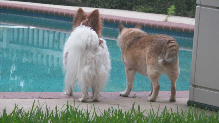 Lassie, a Pomeranian and Rat Terrier mix tested with EmbarkVet.com