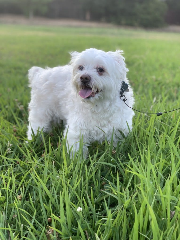 Logan, a Chinese Crested and Maltese mix tested with EmbarkVet.com