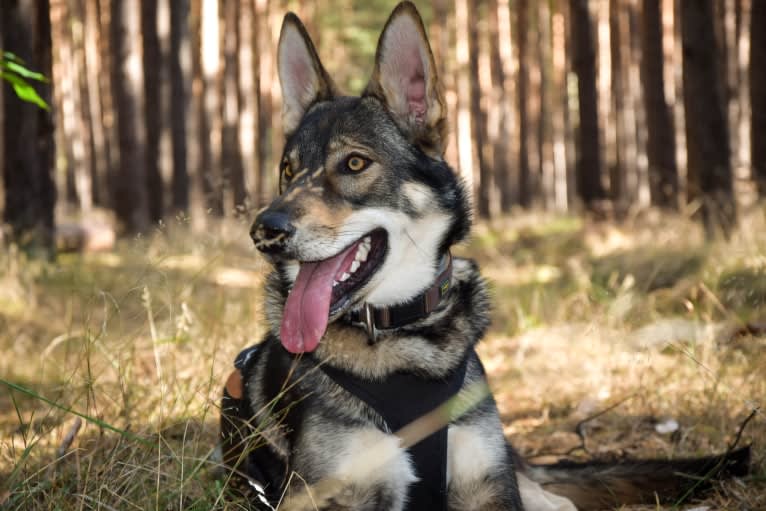 Jorah, a Siberian Husky and German Shepherd Dog mix tested with EmbarkVet.com