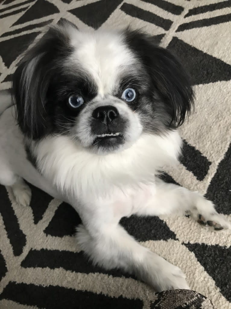 Poe, a Pekingese and Pomeranian mix tested with EmbarkVet.com