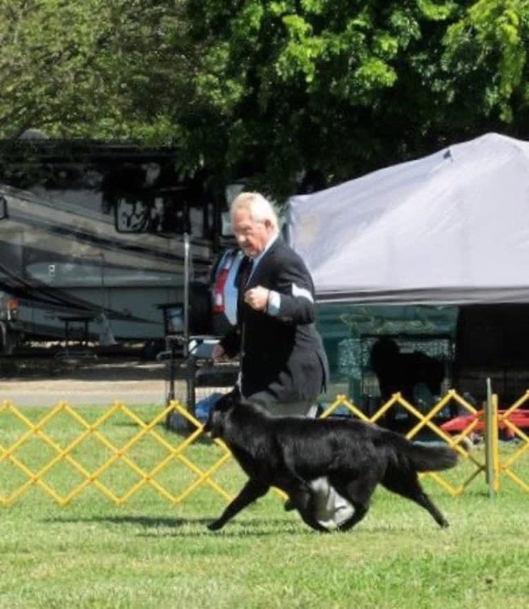 Baku, a Belgian Shepherd tested with EmbarkVet.com