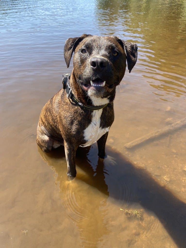 Yoshi, an American Bully and American Pit Bull Terrier mix tested with EmbarkVet.com