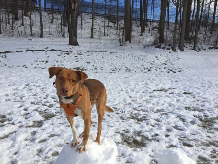 Cyrus, a Labrador Retriever and Miniature/MAS-type Australian Shepherd mix tested with EmbarkVet.com