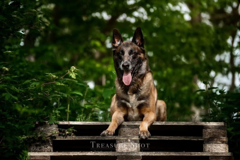 MATTES, a Belgian Shepherd tested with EmbarkVet.com