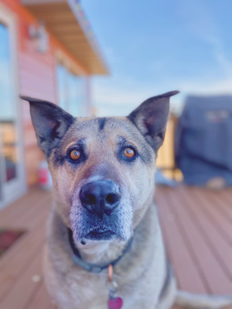 Tiko, a German Shepherd Dog and Perro de Presa Canario mix tested with EmbarkVet.com