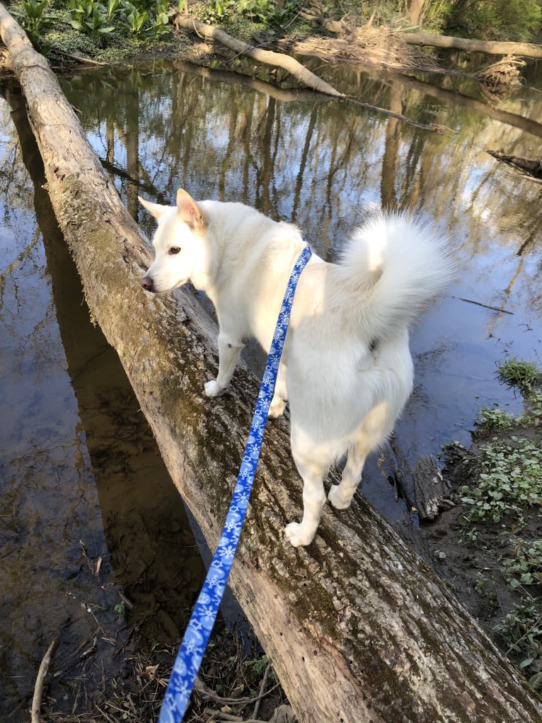 Bolt, an American Eskimo Dog and Keeshond mix tested with EmbarkVet.com