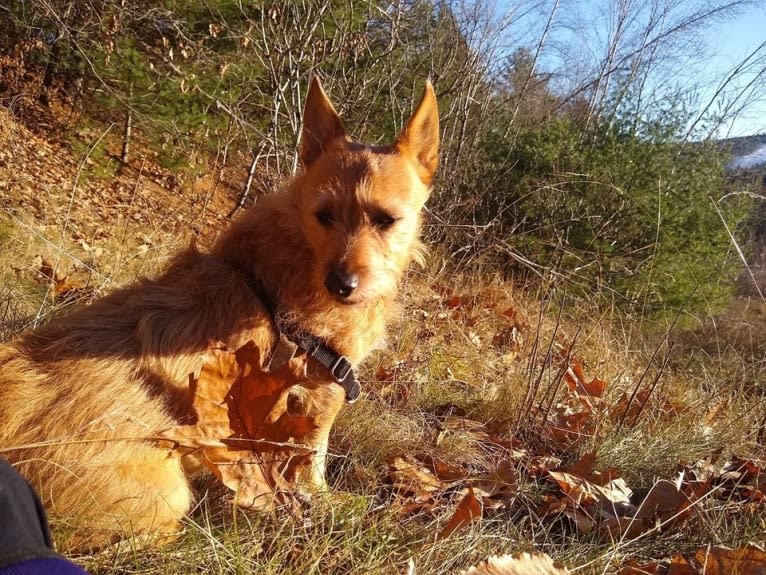 Rosko, a Chihuahua and Australian Cattle Dog mix tested with EmbarkVet.com