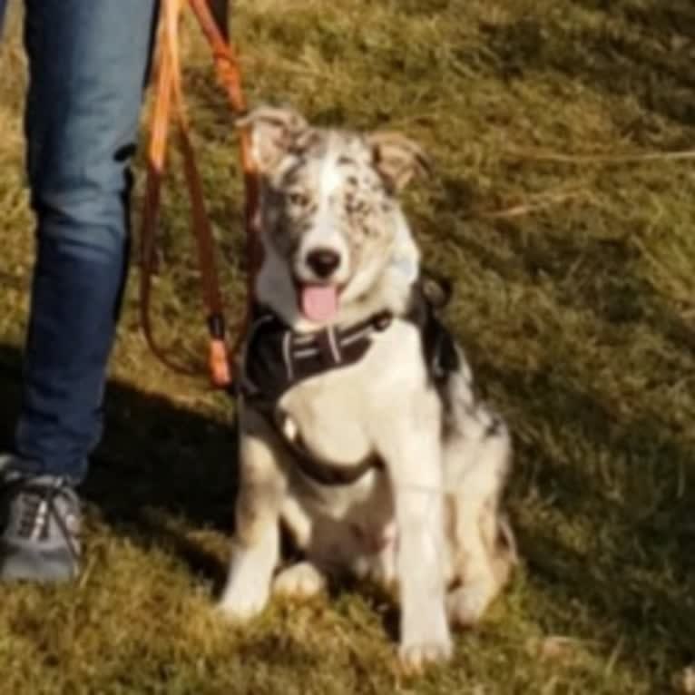 Deja Blue, a Collie and Siberian Husky mix tested with EmbarkVet.com