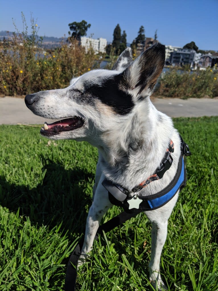 Ernie, an Australian Cattle Dog and Chihuahua mix tested with EmbarkVet.com