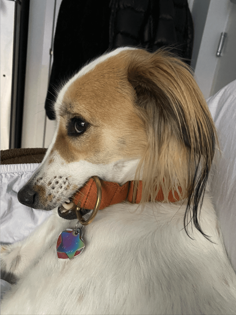 Carrot, a South Asian Village Dog tested with EmbarkVet.com