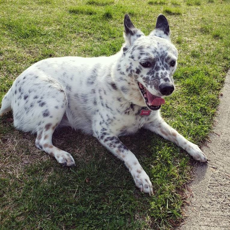 Pom, an Australian Cattle Dog tested with EmbarkVet.com