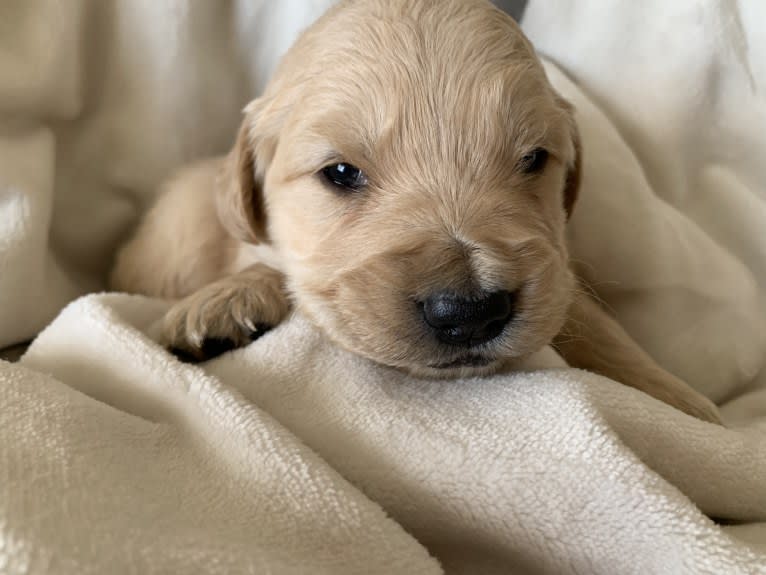 Gray Collar Puppy, a Golden Retriever tested with EmbarkVet.com