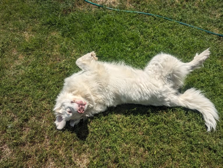 Bear, a Great Pyrenees and Great Dane mix tested with EmbarkVet.com