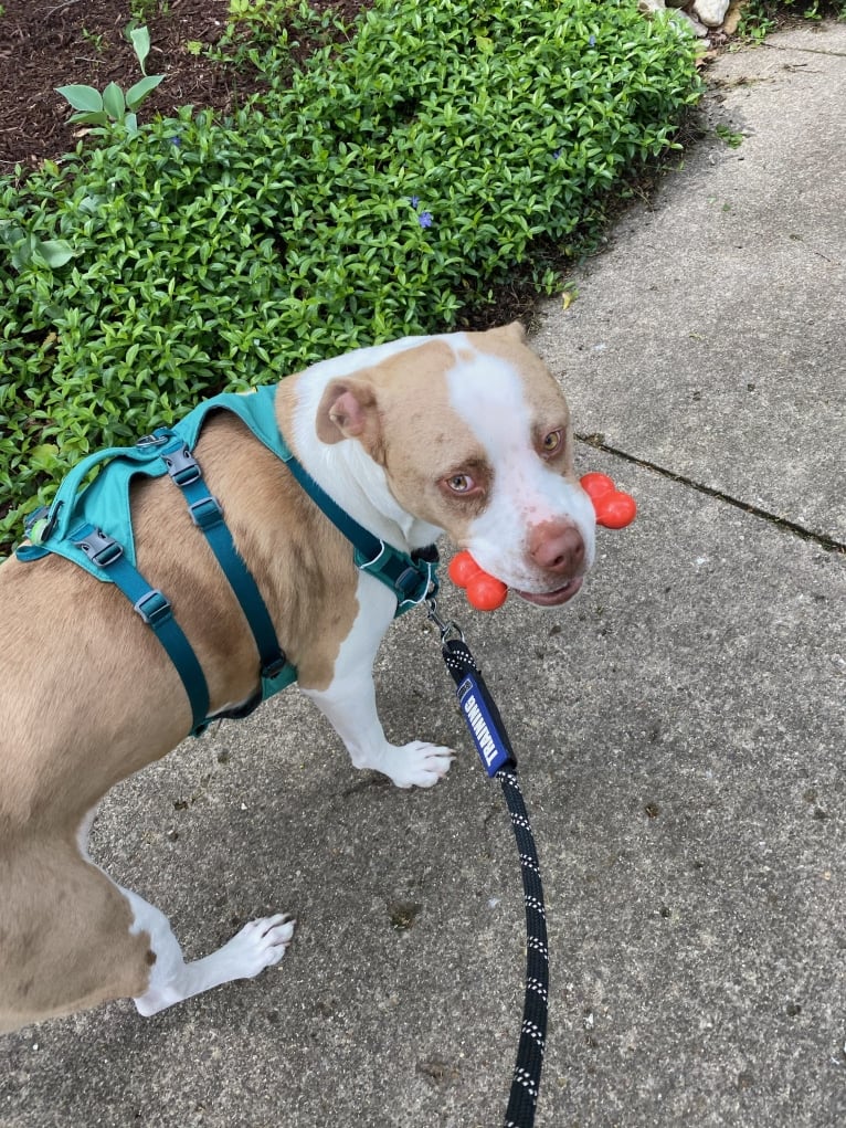 Frank, an American Pit Bull Terrier and Australian Shepherd mix tested with EmbarkVet.com