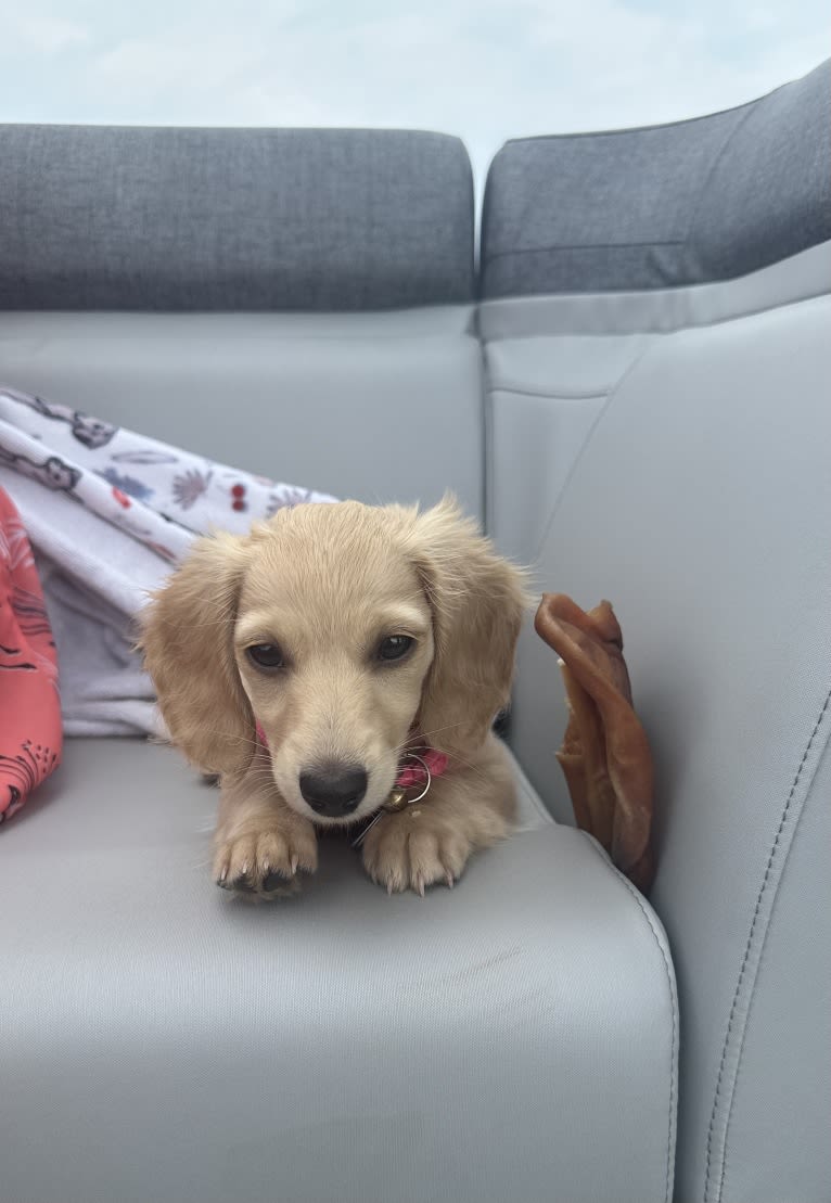 Daisy, a Dachshund tested with EmbarkVet.com