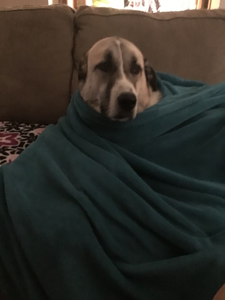 Winnie, an Anatolian Shepherd Dog and Great Pyrenees mix tested with EmbarkVet.com