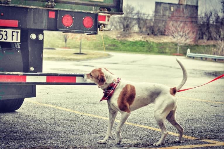 Cider Doughnut, a Beagle and Australian Cattle Dog mix tested with EmbarkVet.com