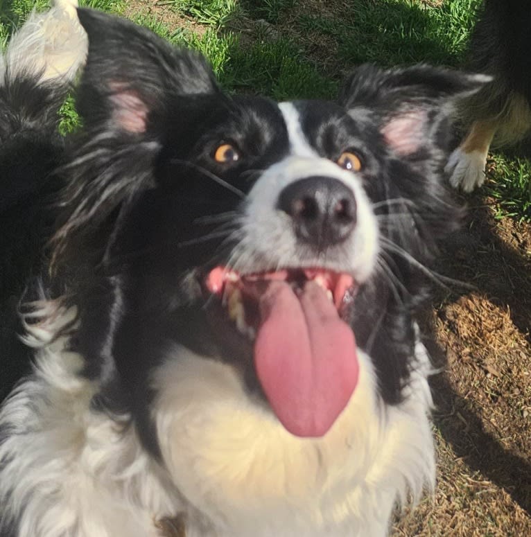 Willow, an Australian Shepherd and Border Collie mix tested with EmbarkVet.com