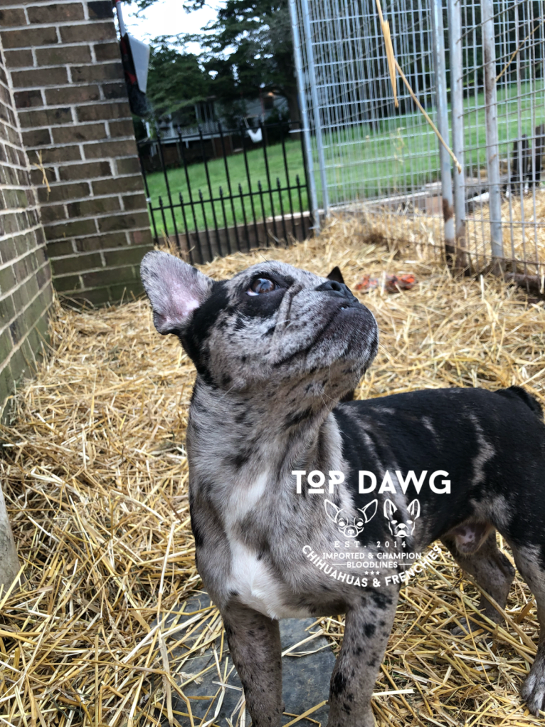 Top Dawgs ink machine explosion, a French Bulldog tested with EmbarkVet.com