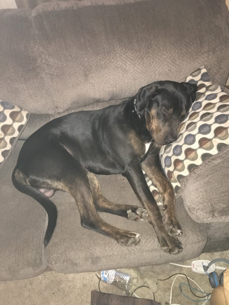 Sampson, a Catahoula Leopard Dog tested with EmbarkVet.com