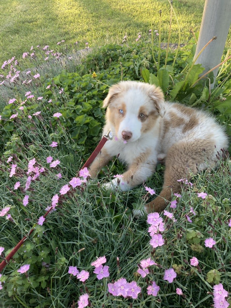 Laika, an Australian Shepherd tested with EmbarkVet.com