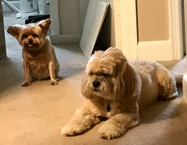 Rafi, a Lhasa Apso tested with EmbarkVet.com