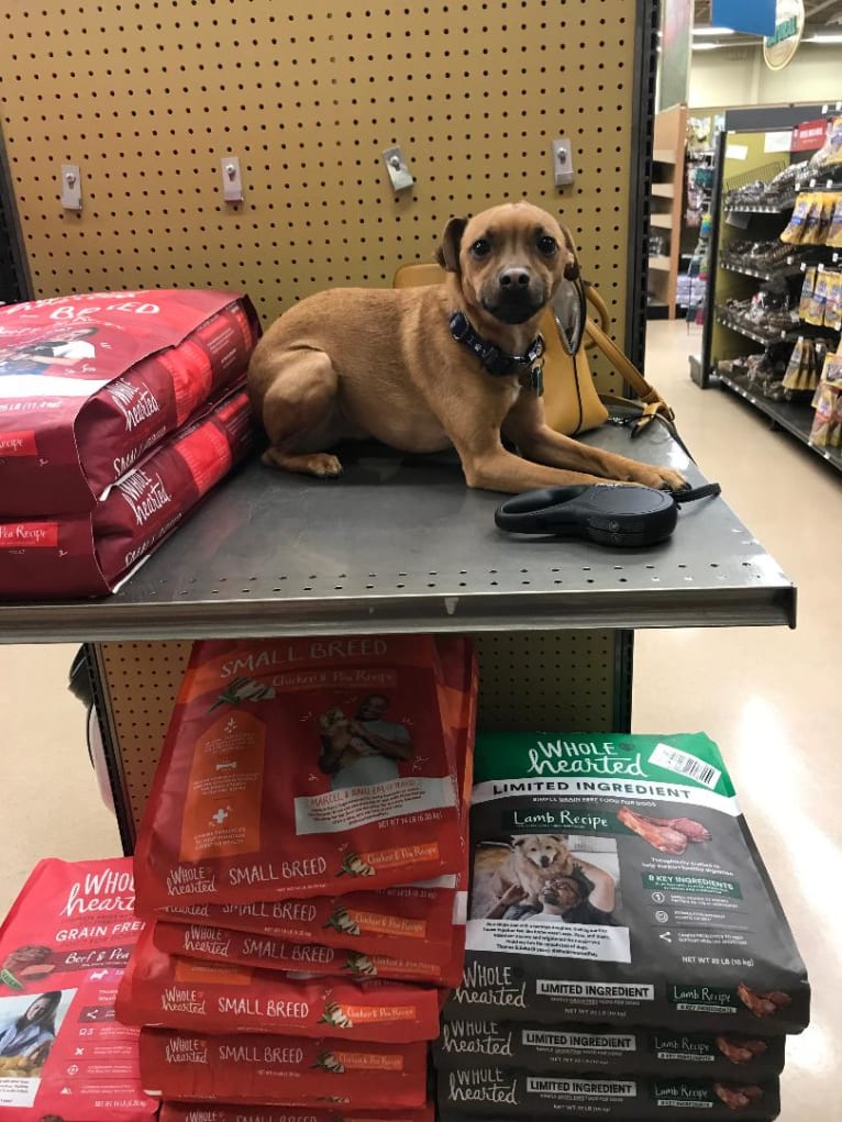 Jacob, a Russell-type Terrier and Pug mix tested with EmbarkVet.com